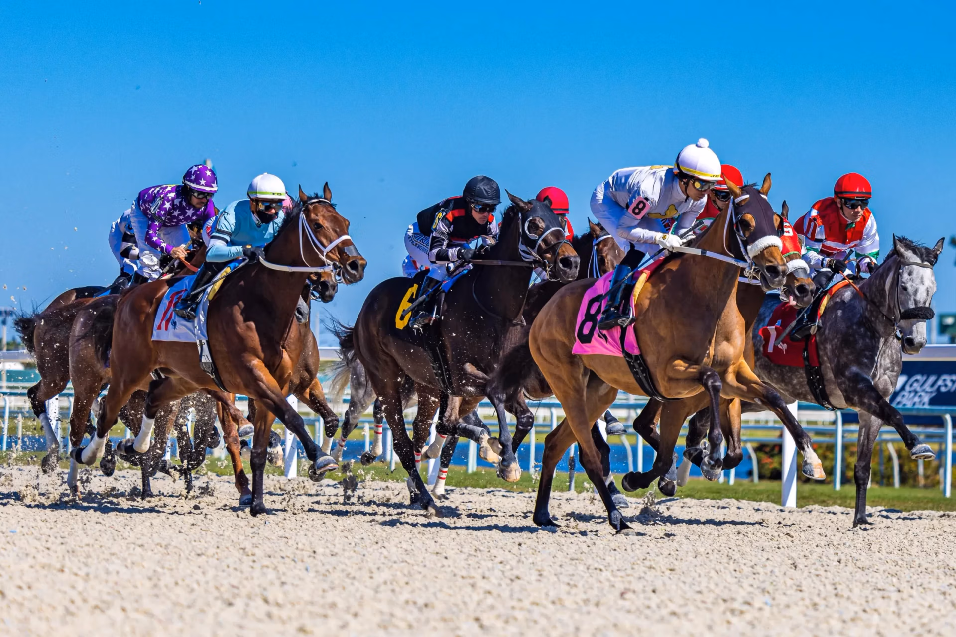Horse racing - Carousel Club Gulfstream Park Horse racing