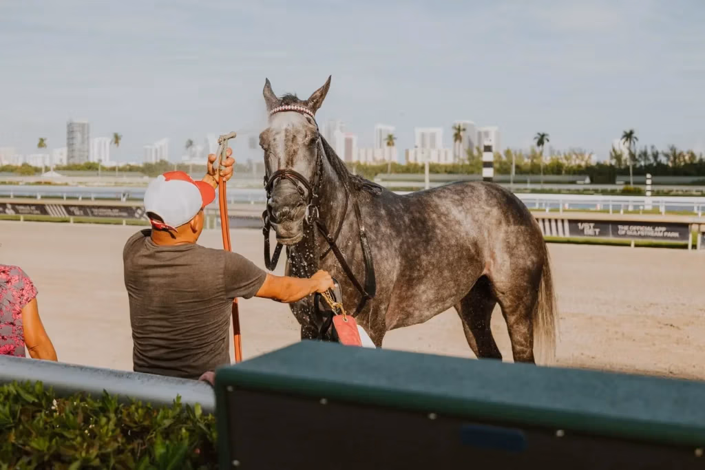Horse being showered by groom