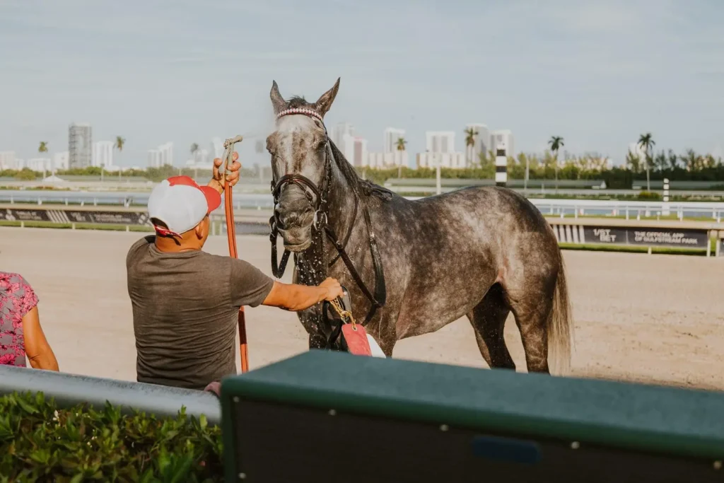 Horse being showered by groom - Carousel Club Gulfstream Park Horse being showered by groom